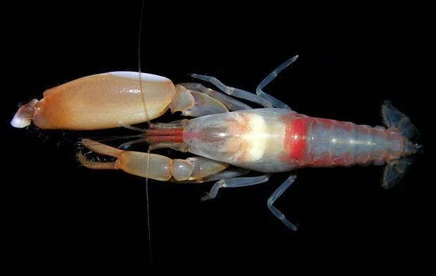 snappingshrimp